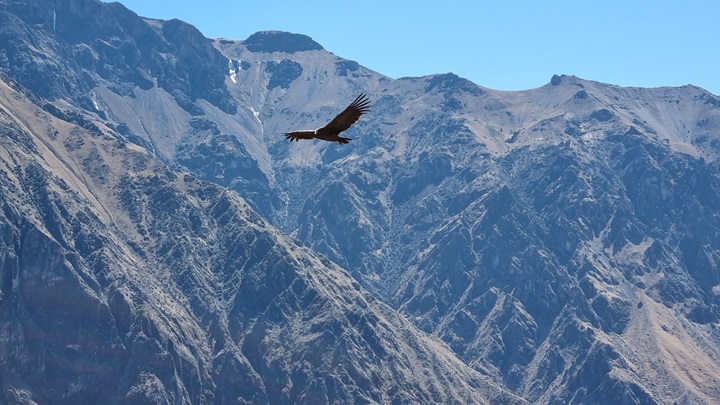 Vôo dos Condores, Vale do Colca, Peru